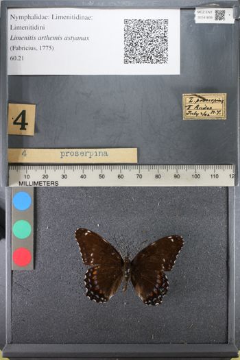 Media type: image;   Entomology 141839